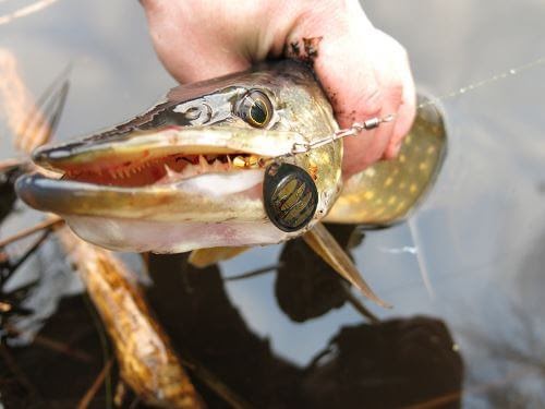 Pike lures - 10 best lures for pike fishing