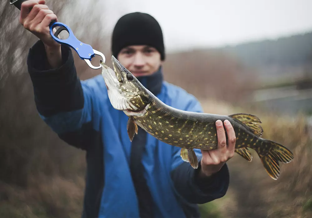 How to catch pike: fishing technique